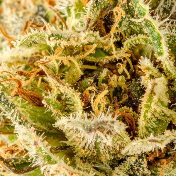 Papa's Herb BUBBA GUM INDOOR THCa FLOWER