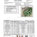 Modern Herb Co THCA Flower