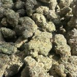 Canvast Premium Indoor THCA Flower | 3.5g
