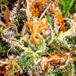 Papa's Herb PINEAPPLE EXPRESS INDOOR THCa FLOWER