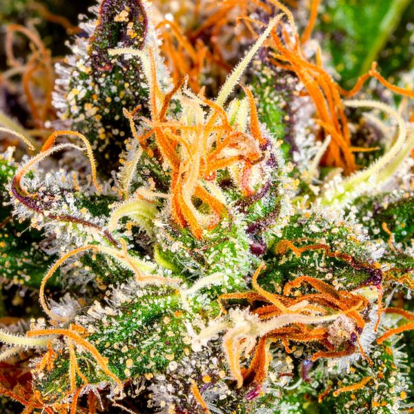 Papa's Herb PINEAPPLE EXPRESS INDOOR THCa FLOWER