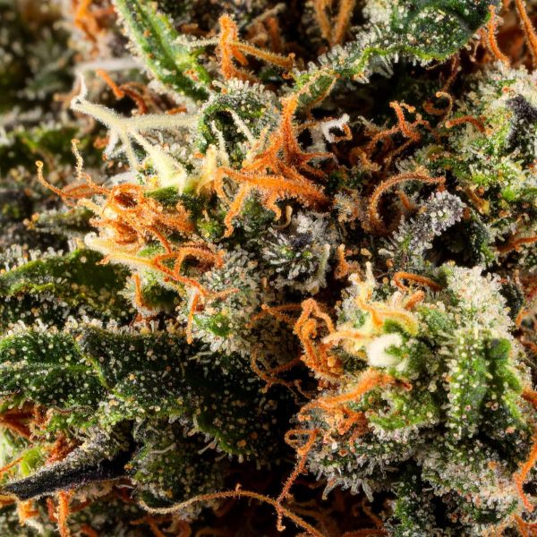 Papa's Herb APPLE FRITTER INDOOR THCa FLOWER