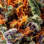 TROPICANA COOKIES INDOOR THCa FLOWER